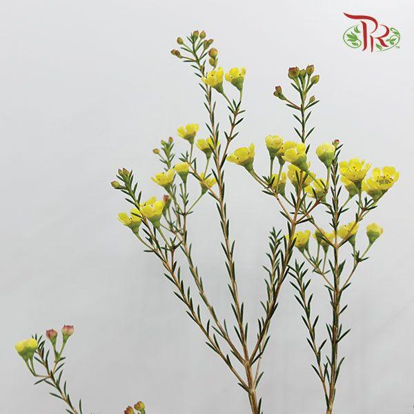 Wax Flower - Yellow (Per Bunch)-Yellow-China-prflorist.com.my