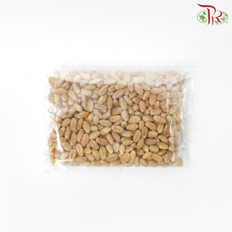 Wheatgrass Seeds《小麦草种子》(50 Gram)