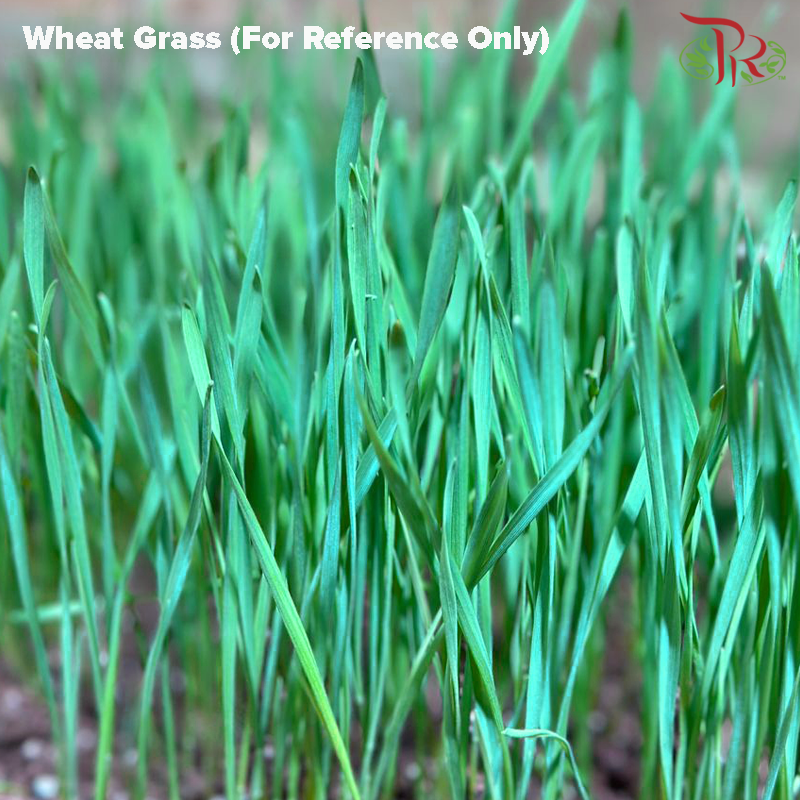 Wheatgrass Seeds《小麦草种子》(50 Gram)