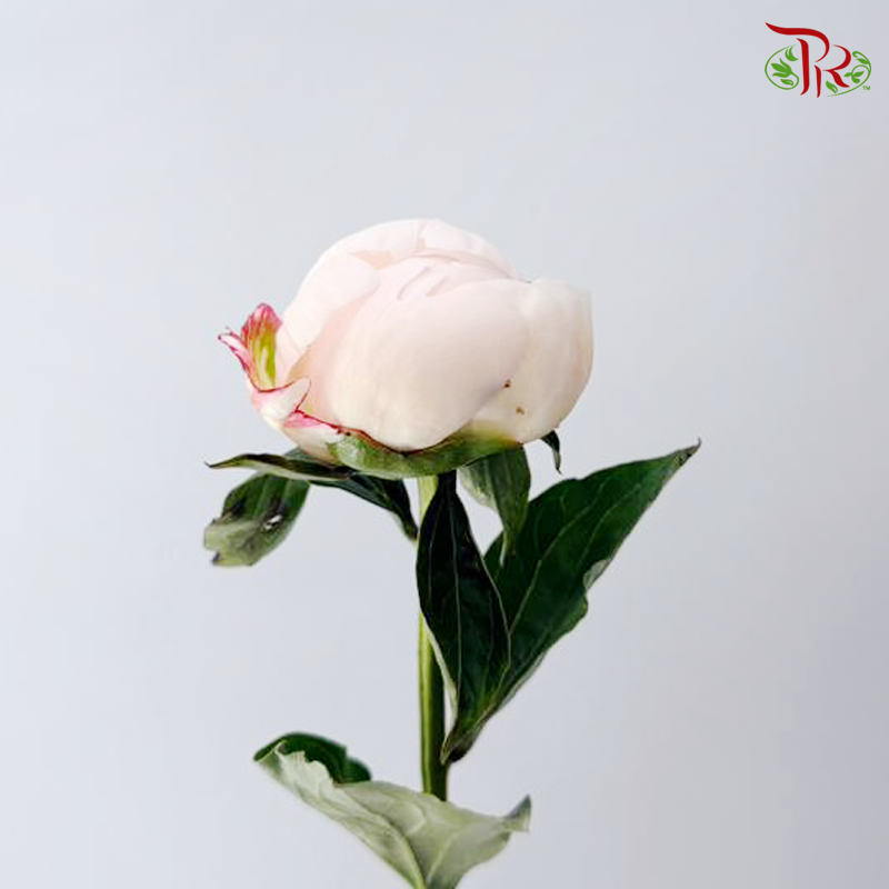 Peony - Carnival Blush (5 Stems) (Small / Medium Head) **Fragile**