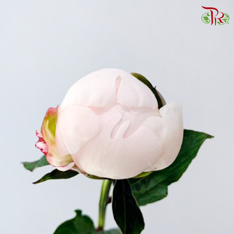 Peony - Carnival Blush (5 Stems) (Small / Medium Head) **Fragile**