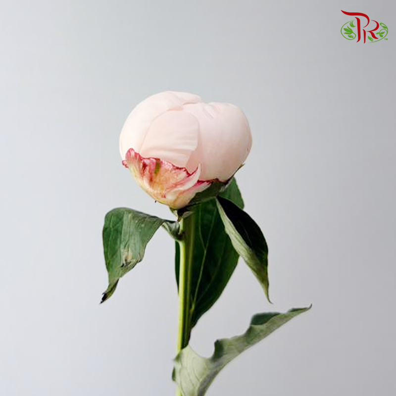 Peony - Carnival Blush (5 Stems) (Small / Medium Head) **Fragile**