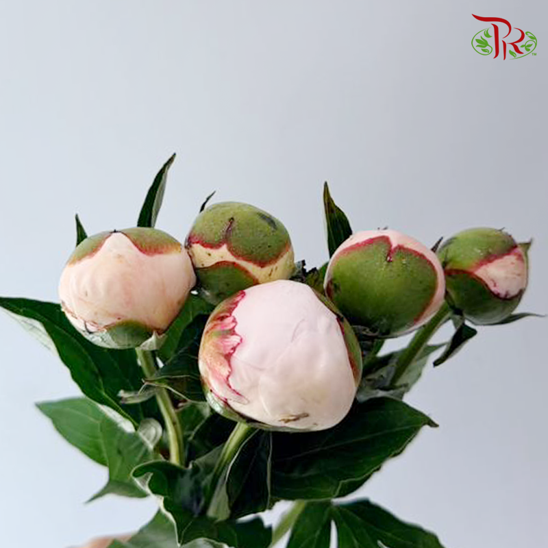 Peony - Carnival Blush (5 Stems) (Small / Medium Head) **Fragile**