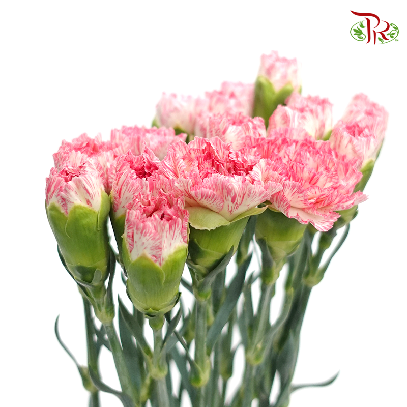 Carnation - White Pink (18-20 Stems) - Pudu Ria Florist