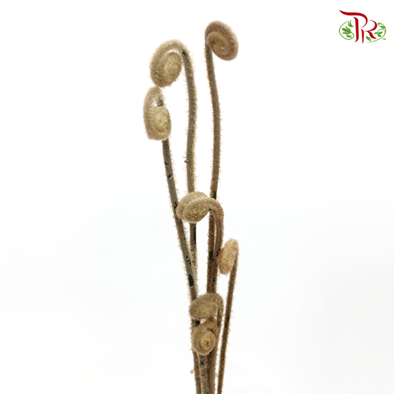 Wild Cat (Per Bunch)-Brown-Import-prflorist.com.my