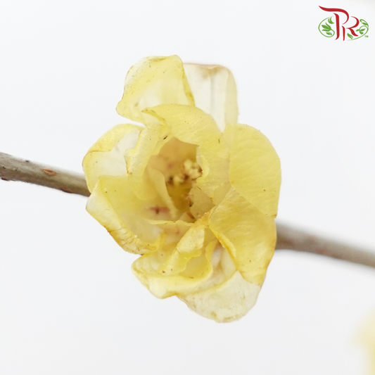 Wintersweet - (Per Bunch)-China-prflorist.com.my