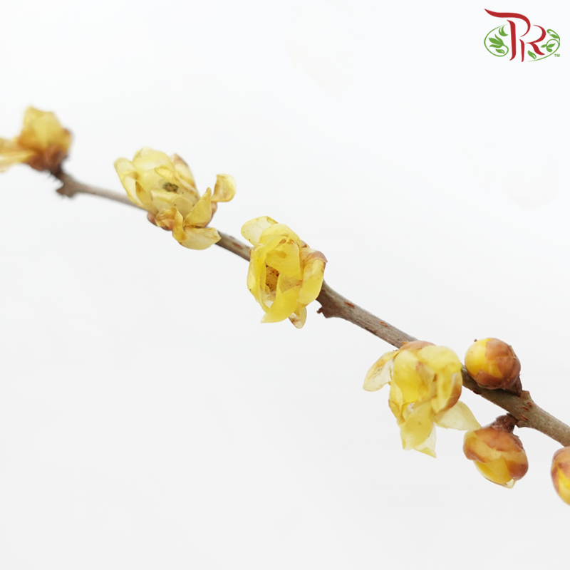 Wintersweet - (Per Bunch)-China-prflorist.com.my