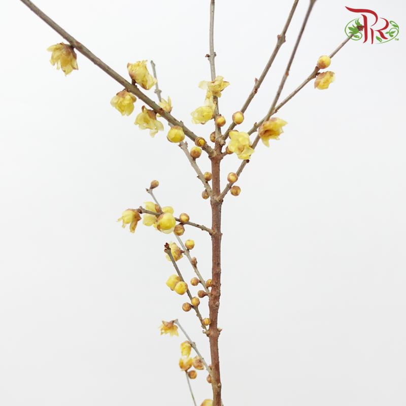 Wintersweet - (Per Bunch)-China-prflorist.com.my