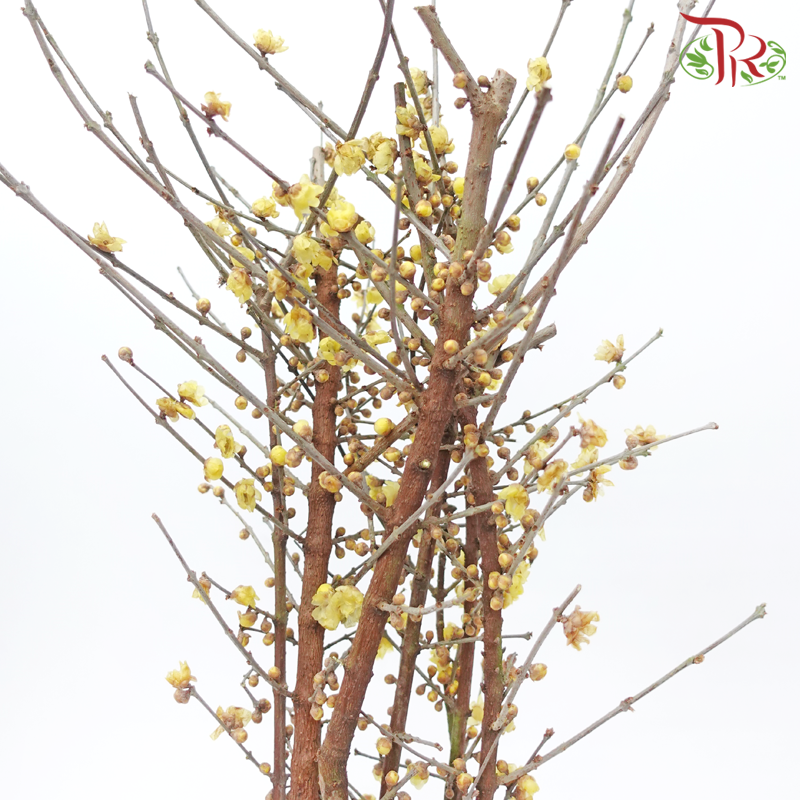 Wintersweet - (Per Bunch)-China-prflorist.com.my