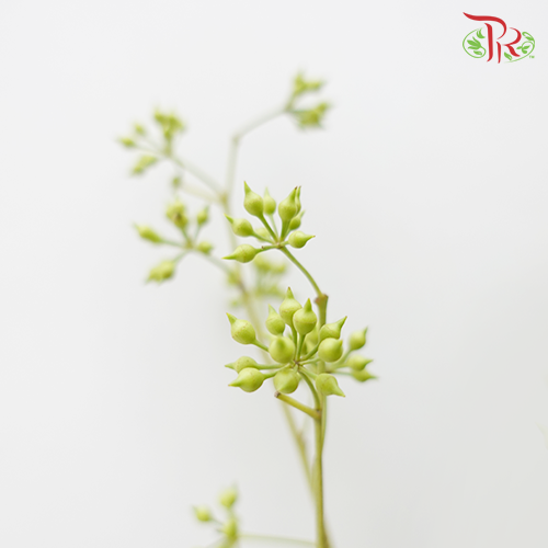 Wolly Ball - (Per Bunch)-Green-China-prflorist.com.my