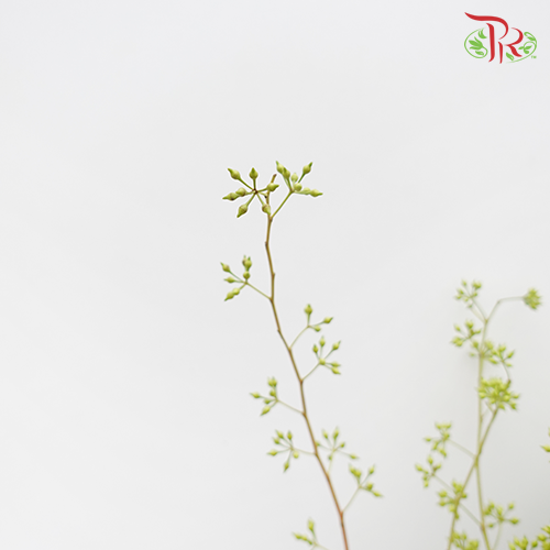 Wolly Ball - (Per Bunch)-Green-China-prflorist.com.my