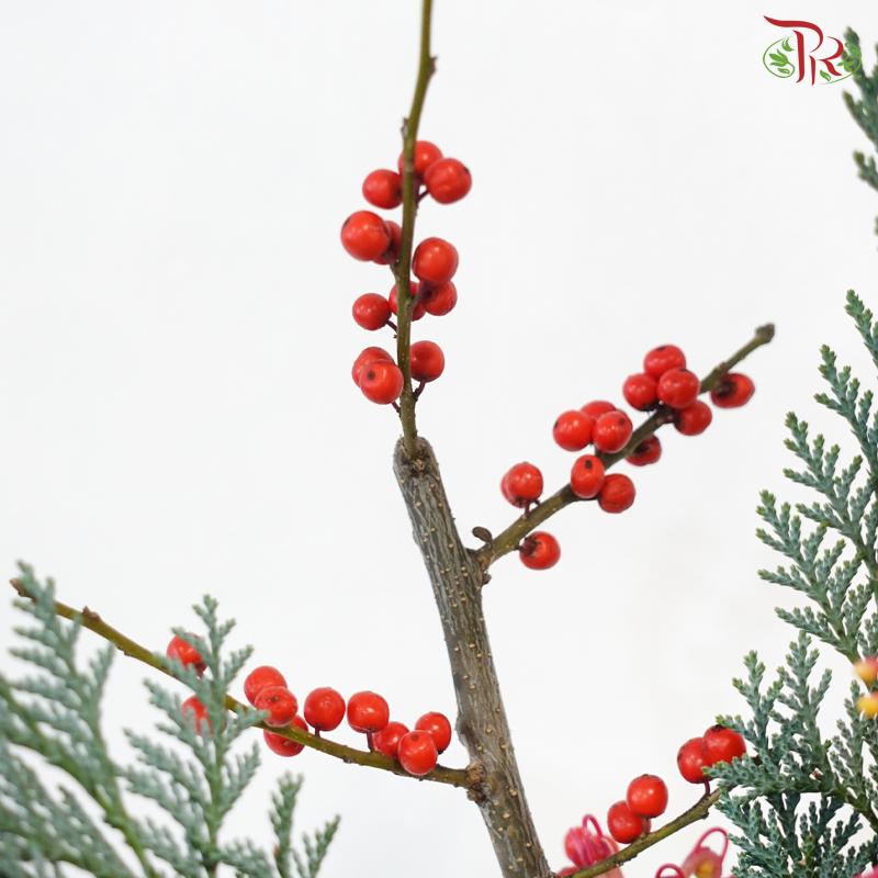 【XMAS 2025】Mistletoe Magic