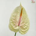 Anthurium Marysia - XL (Per Stem)