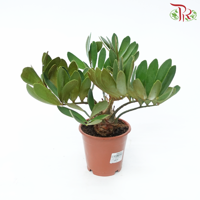 Zamia Furfuracea (NL)《风味叶苏铁》-Pudu Ria Florist-prflorist.com.my