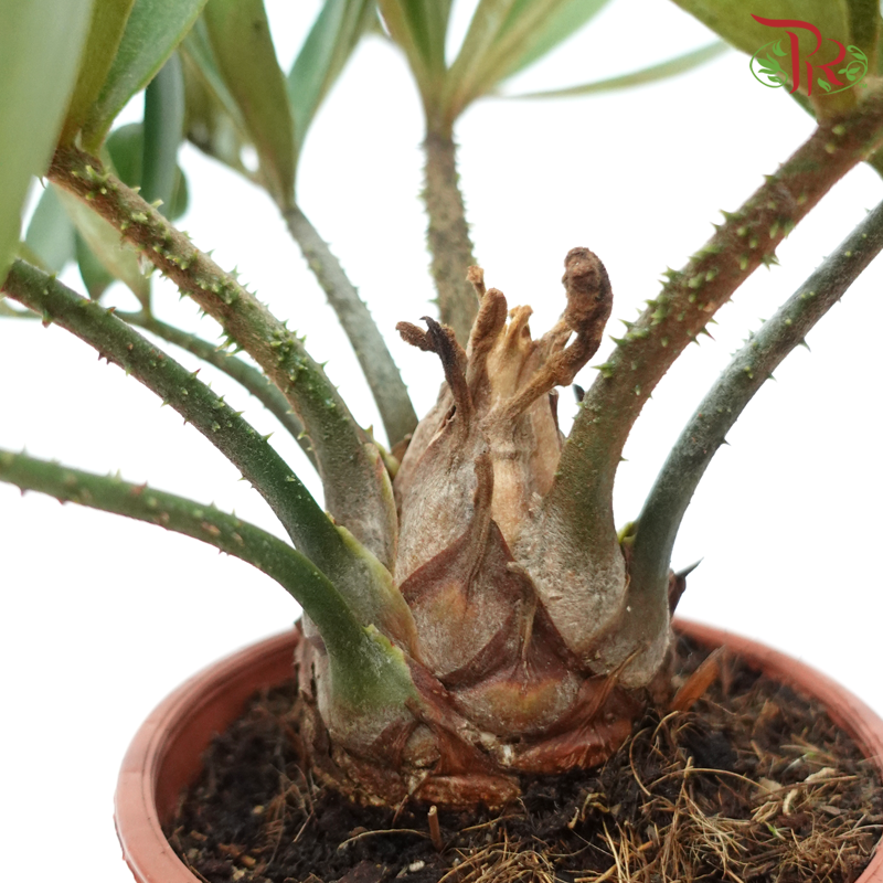 Zamia Furfuracea (NL)《风味叶苏铁》-Pudu Ria Florist-prflorist.com.my