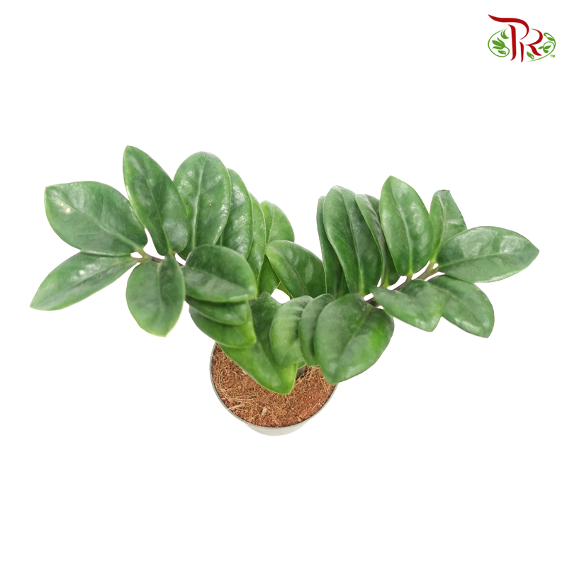 Zamioculcas Zenzi 《美铁芋-金钱树》