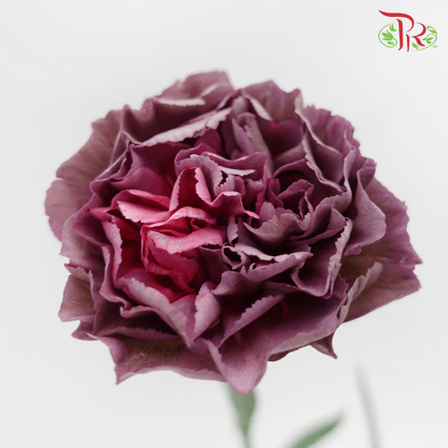 Carnation Special Colour - Zibo (18-20 Stems) - Pudu Ria Florist
