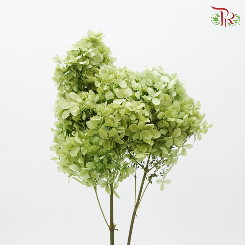 Hydrangea Peegee Preservative ( Per stem ) ( 0152-0-700 ) - Pudu Ria Florist