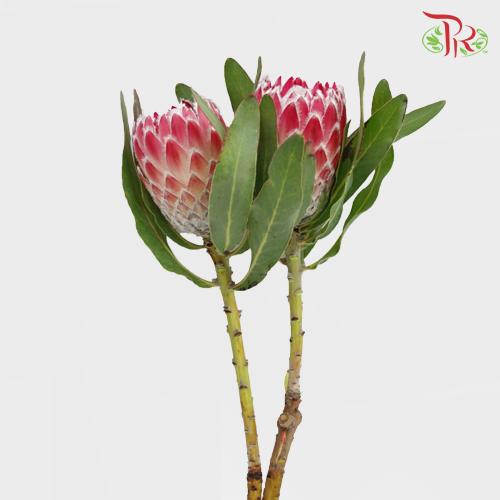 Protea Julia Pink - (2 Stems) - Pudu Ria Florist