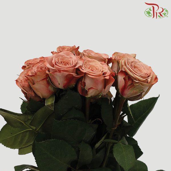 Cappuccino Rose - 50cm ( 10 Stems ) - Pudu Ria Florist
