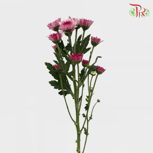 Chrysanthemum Pompom - Dante Two Tone Purple (12 Stems) - Pudu Ria Florist
