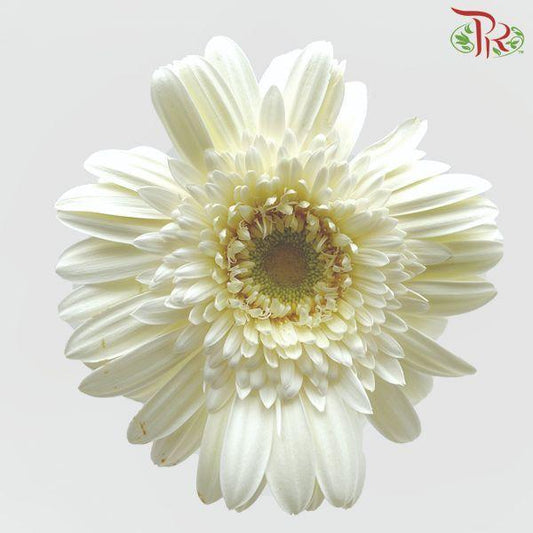 Gerbera White With Green Heart  (9-10 Stems) - Pudu Ria Florist