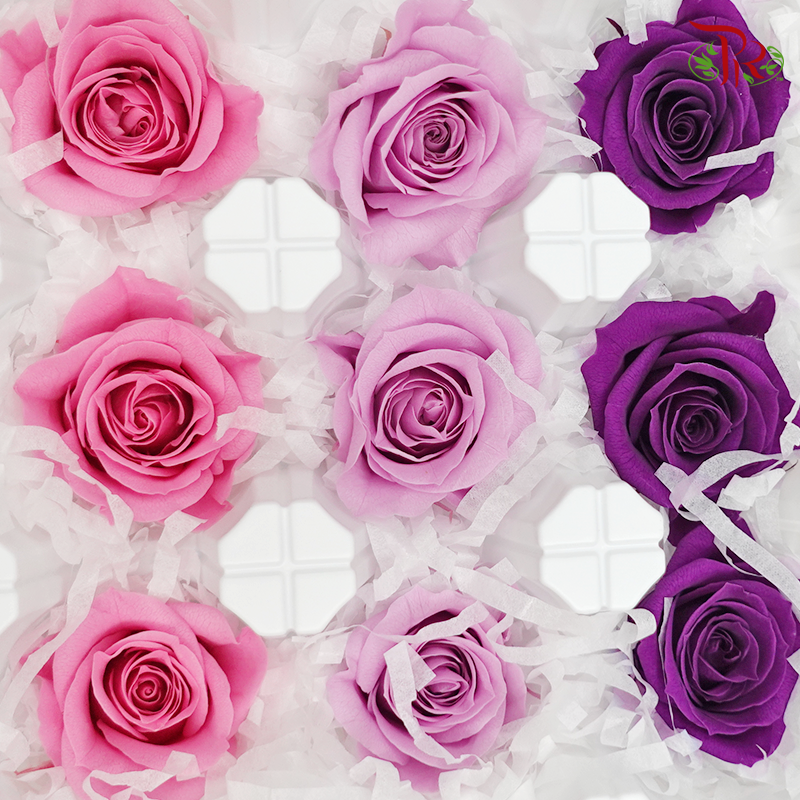Rose Izumi Preservative - Mix Purple ( 0348-4-440 ) - Pudu Ria Florist