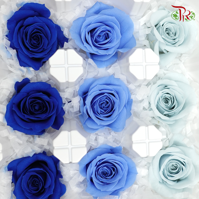 Rose Izumi Preservative - Mix Blue ( 0348-4-660 ) - Pudu Ria Florist