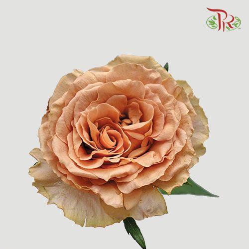 Rose - Toffee (10 Stems) - Pudu Ria Florist