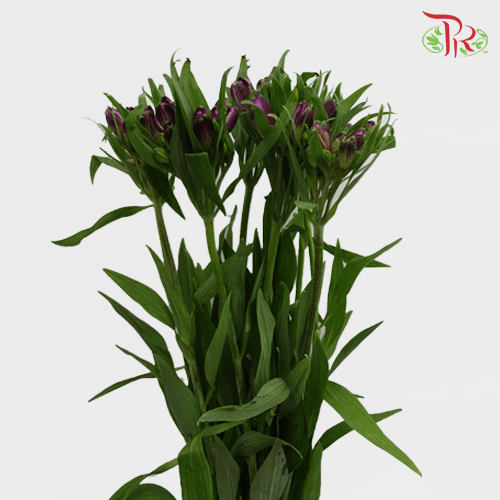 Alstroemeria - Purple (10 Stems) - Pudu Ria Florist
