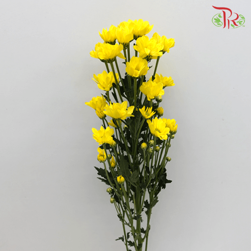 Chrysanthemum Pompom - Daisy Yellow (12 Stems) - Pudu Ria Florist