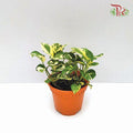Epipremnum N’joy 《喜悅黃金葛》 - Pudu Ria Florist