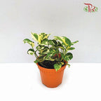 Epipremnum N’joy 《喜悅黃金葛》 - Pudu Ria Florist