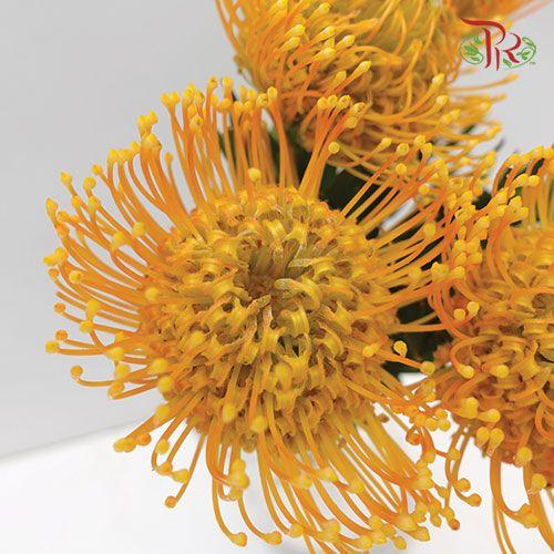 Leucospermum -  Light Orange (5 Stems) - Pudu Ria Florist