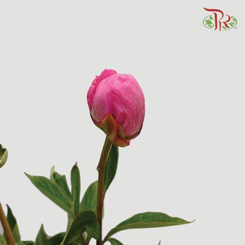 Peony - Orchid Pink (5 Stems) *** Fragile - Pudu Ria Florist