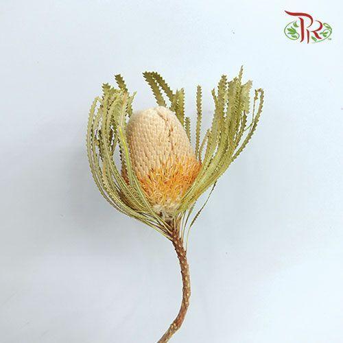 Dry Banksia - Per Stem - Pudu Ria Florist
