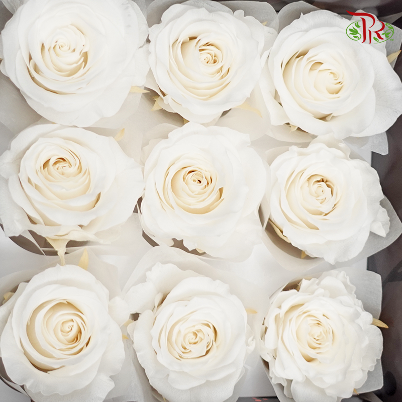 Rose Kanon M Preservative - White ( 0520-2-001 ) - Pudu Ria Florist