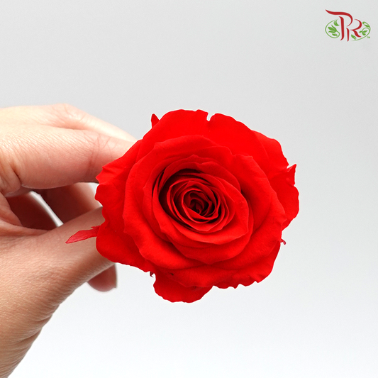 Rose Kanon M Preservative - Bright Red ( 0520-2-321 ) - Pudu Ria Florist