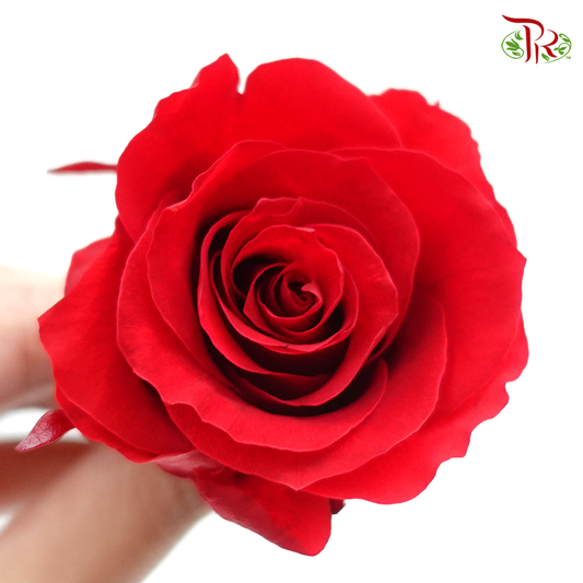 Rose Kanon M Preservative - Red ( 0520-2-331 ) - Pudu Ria Florist