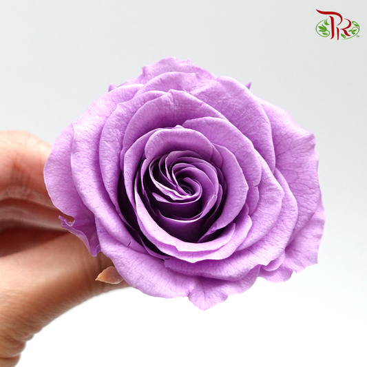 Rose Kanon M Preservative - Purple ( 0520-2-411 ) - Pudu Ria Florist