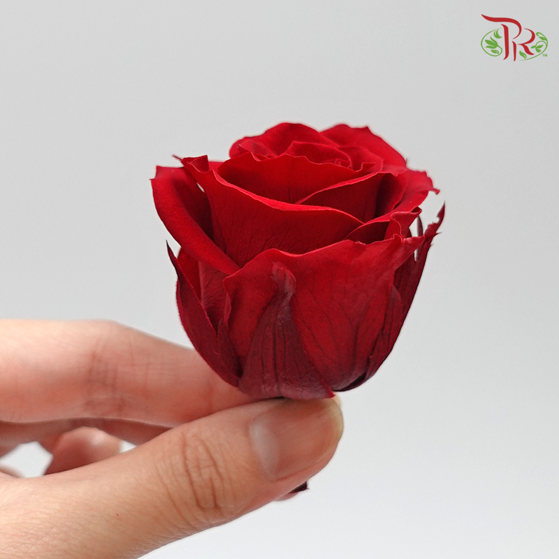 Rose Kanon M Preservative - Bright Red ( 0520-2-471 ) - Pudu Ria Florist