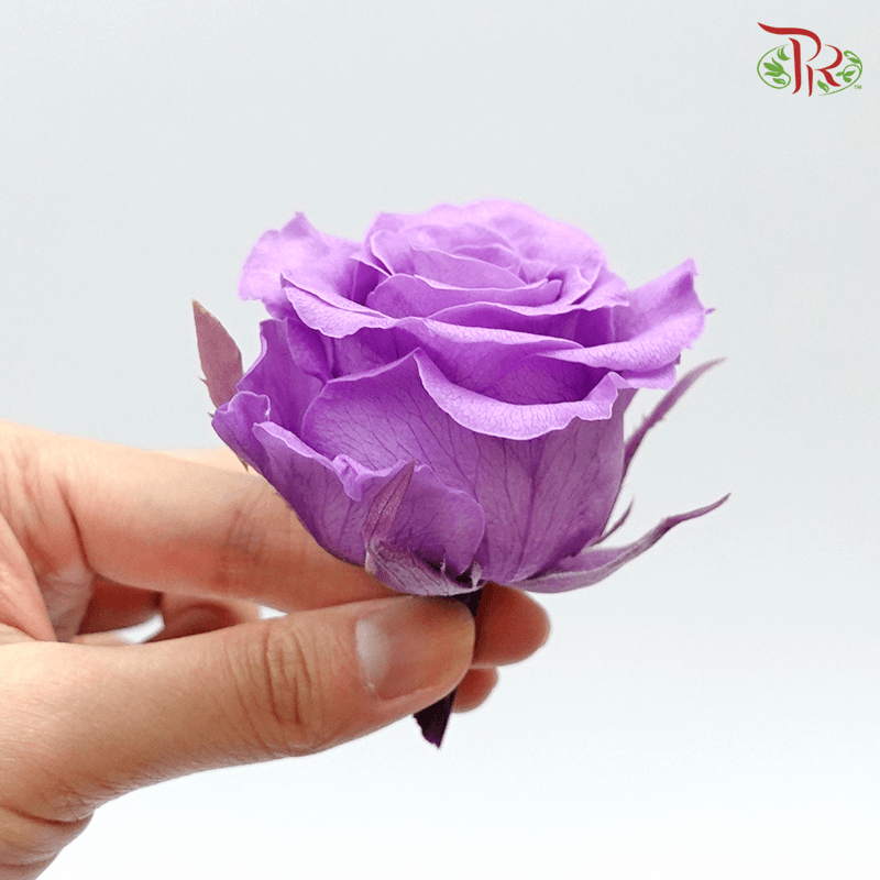 Full Bloom Rose M Preservative - Purple ( 0521-2-411 ) - Pudu Ria Florist