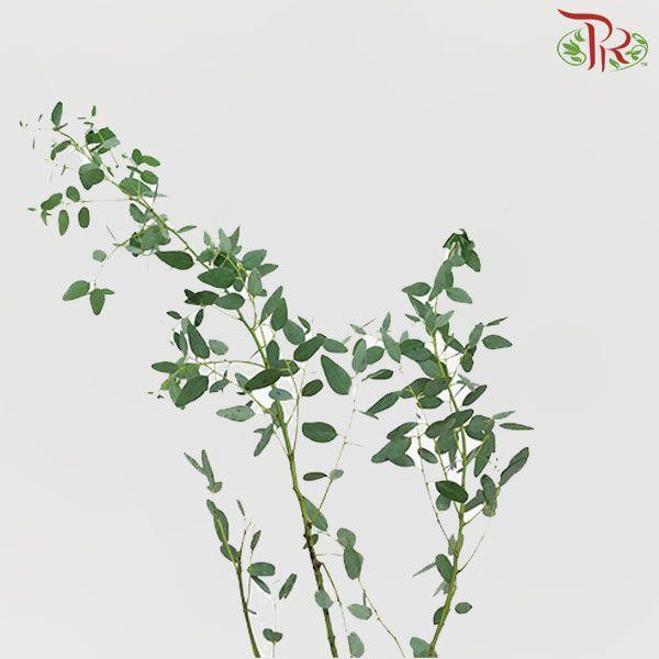 Eucalyptus - Gunni (Per Bunch) - Pudu Ria Florist
