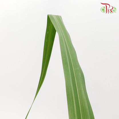 Pandan Leaf (L) - Pandanus Green - Pudu Ria Florist