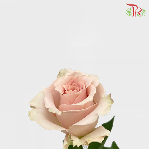 Rose - Quicksand (20 Stems) - Pudu Ria Florist