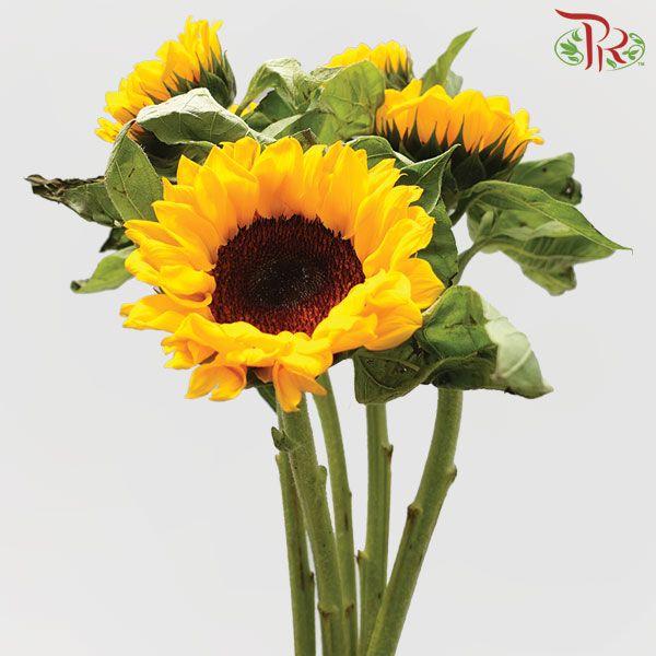 Sunflower A - (5 Stems) - Pudu Ria Florist