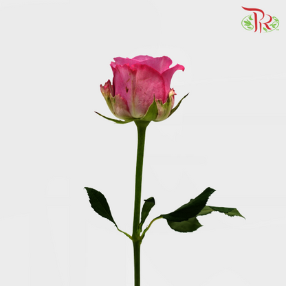 Rose - Violet (10 Stems) - Pudu Ria Florist