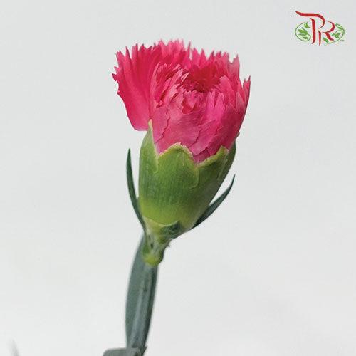 Carnation - Car Dona (19-20 Stems) - Pudu Ria Florist