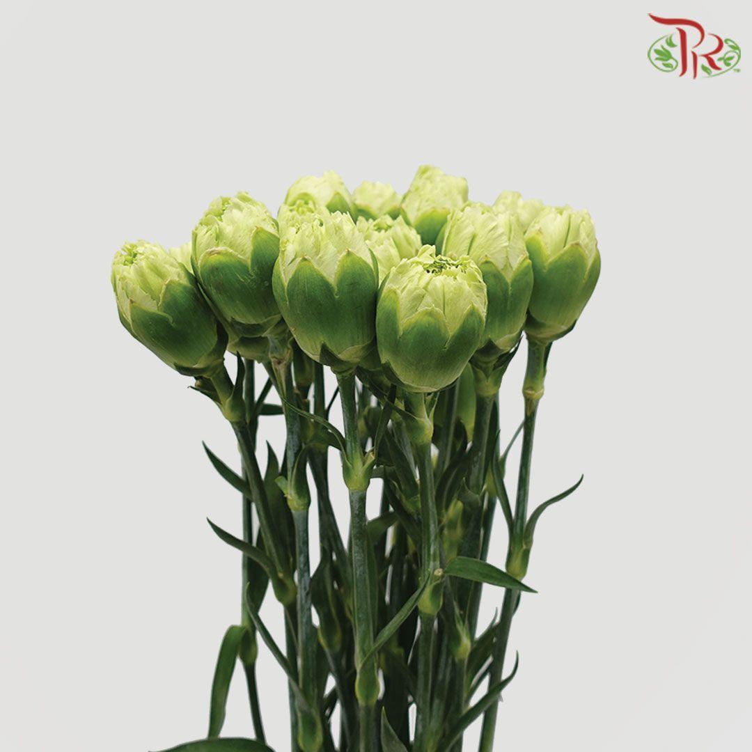 Carnation - Green (18-20 Stems) - Pudu Ria Florist