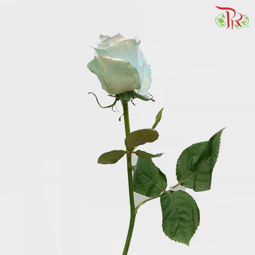 Ceres Rose - Sweet Aurora Boreal (10 Stems) - Pudu Ria Florist
